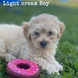 Shmoodle Maltese x Shih tzu x Poodle Puppies/Shih Tzu/Both/Younger Than Six Months,Shmoodles x 3. (READY NOW)Date of Birth 5/11/23Light Cream Boy $1600Copper Cream Boy $1600Black and White Female $1800BIN0006034592951RPBA 4836Photo of Mum (Silver / White) 2nd last photoPhoto of Dad (Copper) last photoPuppies have been wormed every 2 weeks, microchipped and vaccinated to date.
