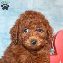 Little Cookie/Toy Poodle									Puppy/Female	/8 Weeks,Are you looking for an affectionate and outgoing Toy Poodle girl to snuggle and love? Meet Little Cookie a quizzical Toy Poodle puppy with a gentle heart and sassy personality. She is up to date on shots and dewormer and vet checked. We offer 30 days of free pet insurance as well! If you are looking for a tiny little princess to add to your home contact us today!
