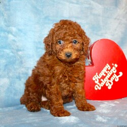 Little Cookie/Toy Poodle									Puppy/Female	/8 Weeks,Are you looking for an affectionate and outgoing Toy Poodle girl to snuggle and love? Meet Little Cookie a quizzical Toy Poodle puppy with a gentle heart and sassy personality. She is up to date on shots and dewormer and vet checked. We offer 30 days of free pet insurance as well! If you are looking for a tiny little princess to add to your home contact us today!