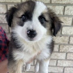Australian Shepherd X Border Collie Puppies/Australian Shepherd Dog/Female/Younger Than Six Months,Our puppies are raised in a clean, loving, and nurturing environment.They receive:Regular vet check-upsAge-appropriate vaccinationsDeworming scheduleMicrochipping for permanent identificationEarly socialization and exposure to various stimuliA balanced diet to promote optimal growthHealth Guarantee:All our puppies come with a health guarantee to ensure your peace of mind. We stand by the health and well-being of our puppies.Blue Merle Boy $3500Blue Merle Girl $3500Red Merle Girl $3500Chocolate Girl $3000 SoldBlack Tri Boy & Girl $2500