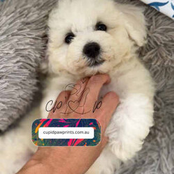 Adopt a dog:PureBred Pedigree Bichon Frise Puppy/Bichon Frise/Male/Younger Than Six Months,https://cupidpawprints.com.auWe only have 1 super cute Bichon Frise Puppies boys available to be a part of your family on 21/01 ( 8 weeks old )He is a very affectionate , gentle puppies. Love belly rubs , so fun to watch and so much cuddles to give as well. You will 100% fall in love with them.We have been successfully breeding happy and healthy puppies.All our Puppy’s parents have done the full DNA health tested . They are clear by direct testing with No health issues. Puppies are clear by parentage.We live on a huge property in the coldest place in Queensland in beautiful surroundings. Our dogs are having a good happy country life. Puppies are also get to enjoy the outdoors under the sunshine in a controlled environment.Our dogs and puppies are well loved and socialised members of our family.Puppy’s Parents are Snuggle pies, well cuddling, tail wagers, enjoy indoors and outdoors and love to swim . They are very happy, active, intelligent and friendly dogs, gets along well with everybody. They suit every life styles .Puppies can be transported interstate, with pet transport at buyers expense.For interstate buyers , we will send you lots of photos and video. If you don’t have enough, we are very happy to arrange puppy FaceTime meet.* We consider main registration for the right breeder. Terms and conditions applied .Your puppy will be:- Wormed on a regular basis to the recommended schedule, using quality products.- Vaccinated before leaving home and the vaccination certificate.- Microchipped before leaving home- Vet-checked and ready to go to his/her new home.- Come with a Puppy pack with, 2kgs Royal canine mini puppy food, royal canine discounts vouchers, welcoming booklet etcContact us today