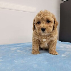 Ted/Bich-Poo									Puppy/Male	/7 Weeks,Meet Ted! A happy healthy puppy who is up to date with shots and dewormer, has been vet checked, is microchipped and is looking for a loving home! Please contact us with any questions or to come and meet him!