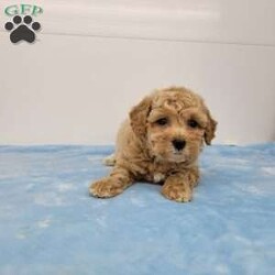 Ted/Bich-Poo									Puppy/Male	/7 Weeks,Meet Ted! A happy healthy puppy who is up to date with shots and dewormer, has been vet checked, is microchipped and is looking for a loving home! Please contact us with any questions or to come and meet him!