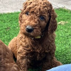 Adopt a dog:Irish oodles. The most loyal comical friend you will ever have./Irish Setter/Both/Younger Than Six Months,The Irish Setters are well known for their placid loving temperament and their long flowing dark red coats. The poodle are also well known for their intelligence and loving nature. Just a perfect combination. Would suit young family, elderly family and everything in between. Past pups are doing therapy and school work.These pups will be small to medium in size. Toilet training 95% complete.The puppy coats will be a beautiful loose curl in appearance that is low to non shedding great for allergy sufferers. All pups come vaccinated, microchipped, wormed and will be sold with a puppy pack and on going support. Parents are DNA health tested.I have both girls and boys available.Last photo of a grown Irish Oodle from previous litter, so that you can see what they will look like once grown.Check out our Facebook page for further photos or videos of current and previous litters and grown dogs.https://www.facebook.com/irishoodlesaustraliaOur aim is to produce quality healthy puppies that provide many years of enjoyment for your family for more information feel free to contact me. Our pups are treated first class and we work hands on with them every single day. The toilet training is well underway and they have also completed crate training. They are exposed to several different household noises. Very happy and outgoing babies that you are welcome to come and view.Irish Oodles are the most happy goLucky dog on the planet. A total goofball that is considered the clown of the dog world. Very human orientated. Happy to be your pillow and couchPotato pal or your adventure, rock climbing, body surfing, bike riding buddy. Nothing phases them. They will give the majority of things a go with a big smile on their face.Happy to share the house with other creatures or be a only child. So whether you want to just hang out or go play full out, the Irish Oodle will be there by your side.Prices vary from $3000 to $4000. We have pups ready to go and some newborns so we can help out with timing. Feel free to contact us so that we can discuss further to see if we have something that will suit your needs.Every puppy comes with microchip transfers completed and 6 weeks free puppy insurance.If you live interstate we organize everything for you to fly the puppy to your major airport.With over 30 years experience, we leave nothing to chance. The puppies are our number one priority every time.Serious enquiries only please, 956000017128377,956000017188341,956000017128127 , 956000017116080,RPBA 15565Source number MB115294Looking for a cavoodle or groodle. Why not consider the Irish Oodle.