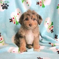 Lightning/Mini Aussiedoodle									Puppy/Female	/9 Weeks,Take a look at this adorable Mini Aussiedoodle puppy with a colorful coat and loving eyes. This adorable little pup is searching for a loving family, individual, or couple to share the future with! This puppy is up to date on shots and dewormer and vet checked. We offer an extended health guarantee as well. If you are searching for a Mini Aussiedoodle puppy to snuggle and play with contact us today! 