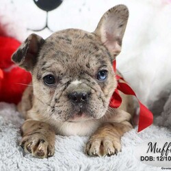 Muffin/French Bulldog Mix									Puppy/Female	/December 10th, 2023,Muffin is one of 7 French Bulldog Mix puppies (7/8 French Bulldog and 1/8 Jug). She is a sweet merle puppy with one brown eye and one blue eye. She will be up to date with shots, dewormed and comes with a 30 day health guarantee.