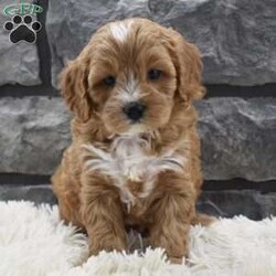 Bentley/Cavapoo									Puppy/Male	/7 Weeks,Hi my name is Bentley, I’m a sweet loving Cavapoo boy. I offer a one year health guarantee. Up to date on shots and dewormings. I’m looking for a loving indoor home. Shipping options are available anywhere in the US. All Sunday calls are returned on Mondays. Thanks Jon 