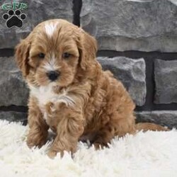 Bentley/Cavapoo									Puppy/Male	/7 Weeks,Hi my name is Bentley, I’m a sweet loving Cavapoo boy. I offer a one year health guarantee. Up to date on shots and dewormings. I’m looking for a loving indoor home. Shipping options are available anywhere in the US. All Sunday calls are returned on Mondays. Thanks Jon 