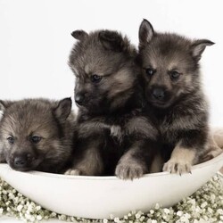 Pomsky puppies - looking for their forever homes!/Siberian Husky/Male/Younger Than Six Months,We have a beautiful litter of pomsky puppies are due to be born this weekend (3-4th of Feb). We are currently just taking expressions of interest only.They will receive their first vaccination, microchipping and vet health check at 6 weeks old - which you will receive paperwork of this - from our amazing vets that we love and trust.Pomskys are a cross between the Siberian Husky and the Pomeranian. The cross between the two breeds creates a confident, playful, loving and sociable pup. They are the perfect pup for any family.Our pups are raised in our family home, around our family pets and our children so they are well socialised and handled by the time they come home to you.We have a range of colours available. Prices vary from $2500-$5000 depending on colour. All husky markings and merles are $5000.We welcome visits, and are also able to transport interstate if you are not on the Gold Coast. Please feel free to reach out via message, phone or social media if you’d like more info.Facebook - Pomskys & Aussie Poms Gold CoastInstagram - fluffy_duffy_puppiesBIN: 0010706365198RPBA: 5259