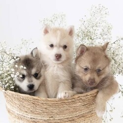 Pomsky puppies - looking for their forever homes!/Siberian Husky/Male/Younger Than Six Months,We have a beautiful litter of pomsky puppies are due to be born this weekend (3-4th of Feb). We are currently just taking expressions of interest only.They will receive their first vaccination, microchipping and vet health check at 6 weeks old - which you will receive paperwork of this - from our amazing vets that we love and trust.Pomskys are a cross between the Siberian Husky and the Pomeranian. The cross between the two breeds creates a confident, playful, loving and sociable pup. They are the perfect pup for any family.Our pups are raised in our family home, around our family pets and our children so they are well socialised and handled by the time they come home to you.We have a range of colours available. Prices vary from $2500-$5000 depending on colour. All husky markings and merles are $5000.We welcome visits, and are also able to transport interstate if you are not on the Gold Coast. Please feel free to reach out via message, phone or social media if you’d like more info.Facebook - Pomskys & Aussie Poms Gold CoastInstagram - fluffy_duffy_puppiesBIN: 0010706365198RPBA: 5259