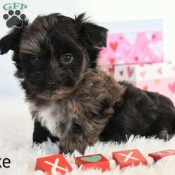 Duke/Havapoo									Puppy/Male	/8 Weeks,Thanks for checking me out! I am looking for my furever home! I am family raised. My mom is a Havanise and my dad is a Toy Poodle. I will be vet checked. I come with a thirty day health guarantee, I am up to date on my vaccines and dewormer. Shipping available!