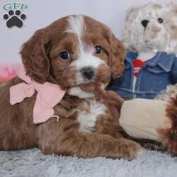 Esta/Cockapoo									Puppy/Female	/7 Weeks,To contact the breeder about this puppy, click on the “View Breeder Info” tab above.
