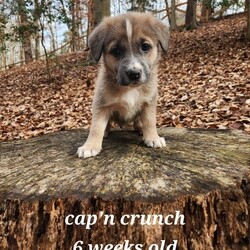 Adopt a dog:me/German Shepherd Dog/Male/Baby,ADOPT ME ONLINE: https://ophrescue.org/dogs/13273

Hi, I'm Cap'n Crunch! My siblings and I were born on 12/16/2023. When I was just 3 days old, my mom, siblings and I were dropped off at an animal shelter in West Virginia. My owners just couldn't take care of us the way they knew we needed to be taken care of. A noisy, cold shelter is not the place for a new mom and babies, so the shelter team contacted OPH to help out. Within just a few days, we were loaded up in a car and a couple of awesome volunteers drove us 6 hours to Manassas, where we had a warm place all ready for us.

Now a little about me:
* My mom is a German Shepherd mix, but we don't know what dad was. Mom is 50lbs (so on the smaller side for a GSD).
* I may be small now, but I will grow fast. Weight is hard to estimate when I am this small, but I will probably be 50-60lbs.
* I will be available to go home with you on February 11th! Click here to see me and my siblings in foster care!

I'm searching for...
* Someone who won't leave me home alone for more than 4 hrs, at least not until I am older. The older I am the more I can stay home alone. I just don't want you to get mad at me if I have accidents or chew things I'm not supposed to when you leave me for too long. I'm a puppy, so I get bored quick and when I'm bored I could get in trouble.
* I need someone who knows how important it is that I don't go to public places until I have all my shots. I will only have 2 of my required 3 shots when I go home. So since I am not fully vaccinated yet, I could get sick. My foster mom will explain in more detail if you choose me.
* I am looking for my forever home, not my for right now home. So as I get bigger I need someone to teach me how to be the best dog I can be. My mommy has taught me a lot, but I am young and still learning. You may want to teach me some new tricks like sit, stay, etc. My foster mom says professional training will help me bond with you. That sounds like fun!
* I saved the most important for last. I am hoping my new mom or dad will snuggle with me, play with me and love me forever and ever!

Apply to adopt today!


To adopt fill out the simple online application at https://ophrescue.org 
Operation Paws for Homes, Inc. (OPH) rescues dogs and cats of all breeds and ages from high-kill shelters in NC, VA, MD, and SC, reducing the numbers being euthanized. With limited resources, the shelters are forced to put down 50-90% of the animals that come in the front door. OPH provides pet adoption services to families located in VA, DC, MD, PA and neighboring states. OPH is a 501(c)(3) organization and is 100% donor funded. OPH does not operate a shelter or have a physical location. We rely on foster families who open their homes to give love and attention to each pet before finding a forever home.All adult dogs, cats, and kittens are altered prior to adoption. Puppies too young to be altered at the time of adoption must be brought to our partner vet in Ashland, VA for spay or neuter paid for by Operation Paws for Homes by 6 months of age. Adopters may choose to have the procedure done at their own vet before 6 months of age and be reimbursed the amount that the rescue would pay our partner vet in Ashland.