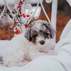Jasmine/Miniature Poodle									Puppy/Female	/12 Weeks,Meet our adorable little snug balls! They love to play with our three little girls, and enjoy attention overall.