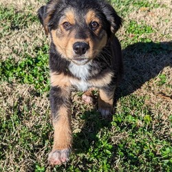 Adopt a dog:WILLIE/German Shepherd Dog/Male/Baby,Willie is a 3-month-old puppy looking for a forever home! He loves to run, wrestle with her siblings and roam the yard. He is curious, energetic and fun! He plays hard and rests just as hard - he loves to cuddle on the couch after playtime!