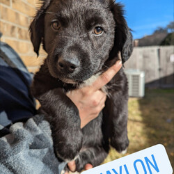 Adopt a dog:WAYLON/German Shepherd Dog/Male/Baby,Waylon is a 3-month-old puppy looking for a forever home! He loves to run, wrestle with his siblings and roam the yard. He is curious, energetic and fun! He plays hard and rests just as hard - he loves to cuddle on the couch after playtime!