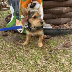 Adopt a dog:Scooby Doo/Yorkshire Terrier/Male/Baby,* *—OUT OF TOWN PET —**
FOSTERED IN HOUSTON TEXAS AND READY TO TRAVEL TO THE EAST COAST AND PNW 
¡IF ADOPTED ! —**

SCOOBY
MALE
 MIX OF TERRIER CHIHUAHUA 
AGE APROX  6 MONTHS 
WEIGHT APROX 10 LBS. 



SCOOBY  was rescued and is fostered in HOUSTON TEXAS 

MY MOMMY WAS RESCUED FROM THE STREETS OF HOUSTON.  SHE WAS PREGNANT. WE WERE BORN IN A FOSTER HOME WERE A NICE LADY GAVE US SHELTER AND PROTECTION. 

I AM A LITTLE SHY AND I FEEL FEAR OF PEOPLE I DONT KNOW, YOU WANT TO KNOW WHY?
BECAUSE MY MOMMY SUFFER SO MUCH ALL HER LIFE!! WHILE SHE WAS PREGNANT OF US, SHE WAS LIVING ON THE STREETS,  STARVING AND WAS ATTACKED BY LARGE DOGS AND SUFFERED ABUSE BY HUMANS. THEY RUN HER FROM EVERYWHERE, SHE HAD TO HIDE SOMEWHERE SHE CONSIDERED COULD BE SAFE.  

THAT FEAR WAS ALL TRANSMITTED TO US AND EVEN THOUGH WE KNOW THAT NOT ALL HUMANS ARE BAD, WE FEEL INSAFE WHEN WE MEET A NEW PERSON.

I WANT TO HAVE MY OWN FAMILY, ONE THAT IS PATIENT WITH ME AND IS WILLING TO TEACH ME WHAT LOVE IS AND TO FEEL PROTECTED. I KNOW THAT THERE YOU ARE, SOMEWHERE IN THIS GREAT COUNTRY, THAT RESPECTS THE RIGHTS OF THOSE OF US WHO HAVE NO VOICE BUT, WHO ARE SENTIENT BEINGS!!





** HEALTH PROTOCOL **
Spay/Neuter
DHPPI Vaccine
Rabies Vaccine 
Bordetella Vaccine 
Dewormed 
Heartworm test Negative Certificate 
Health Certificate 
Vaccines booklet 



—**ADOPTION PREFERENCES:

* FAMILIES WITH OPEN CONSCIENCE ABOUT WHAT IS THE RESCUE OF STREET ANIMALS AND THEIR BEHAVIORS OF NEED FOR PROTECTION AND EDUCATION

* * *WITH EXPERIENCE IN DOG BEHAVIOR AND TRAINIG BACKGROUND. 

*HIGH TOLERANCE AND PATIENCE FOR RESCUED PUPPIES. 



+*“ NOT HOUSE TRAINED “**. 

**Our big job with rescued pets is to rehab their health, taking them to the vet as many times is require for their vaccines, spay/neuter, surgery, diseases, rehab emotions, attend their necessities such as feeding them, cleaning their common areas, keeping them entertained, safe, healthy and protecting them from any dangerous situation. We have so many pets in foster that it is an impossible job to house-train each one !!!**



——— A D O P T I O N   P R O T O C O L

  1.) Complete our online application Please be as thorough as possible. Our goal is to pair you up with the perfect dog for your lifestyle and family dynamic. The more pertinent information you give us the better we can do this.
 

https://form.jotform.com/210878227621861

 
2.) Phone / Email interview
After we have either approved your application, or if we have more questions to ensure a perfect match, we will schedule a brief phone / email interview when everyone in the potential adoptive household is able to attend. This will be conducted by a ADAC team member and can include the foster of the dog as well.

3.) Home check
A member of the ADAC team will visit you in your home or virtually to ensure it is the best fit for the dog you are interested in adopting.

4.) Meet n greet
A member of the ADAC team will organize with you and with your prospective pup and the foster home, a virtual meet n greet This video call is for you to meet the pet and for us to make a visual check of your home and meet all your members of your family. Sometimes we also send a volunteer to do a home check in person.

5.) Trial adoption period
If, after the meet n greet, the potential adopter and the ADAC team member agree this is a good fit, we will send you an adoption contract. Each dog will have different needs and different trial timelines. During this phase communication with the ADAC team is imperative. You will be given thorough instructions on how to decompress and integrate this particular dog to your home. If you follow all instructions and communicate any issues to the ADAC team and it does not work out your adoption fee will be refunded, minus any non refundable transport fees (if applicable) and the dog will be returned to a foster home.


THE ADOPTION FEE WILL BE FINALIZED PRIOR TO TRANSPORT WHICH INCLUDES:

*SPAY/NEUTERED 
*COMPLETE VACCINATION 
DHPPI, RABIES, BORDETELLA 
*DEWORMING
HEARTWORM TEST 
*HEALTH CERTIFICATE 


-TRANSPORT FEE  $250.00 the service will be given by a transport company) WILL BE PAID BY ADOPTER PRIOR TO DEPARTURE OF THE PET.


PLEASE UNDERSTAND THAT OUR RESCUED PETS ARE THE MOST IMPORTANT TO US.  THEY ARE ANIMALS THAT ARE SINTIENT BEINGS WHO HAVE BEEN RESCUED FROM SITUATIONS OF SEVERE ABUSE, AND ABANDONMENT.  WE INVEST TIME, MONEY, A LOT OF EFFORT AND EMOTIONAL STRESS FOR THEIR PHYSICAL AND EMOTIONAL REHABILITATION, WHICH WE DO NOT MAKE ANY MONETARY CHARGE FOR THAT SOCIAL WORK. 
BECAUSE OF THAT WE TRIED TO DO AN EXHAUSTIVE INVESTIGATION OF THE POSSIBLE NEW FAMILIES OF OUR BELOVED RESCUES.


¡ Doing the Right Things to Find the Right Family !

Every animal we rescue deserves a loving, safe, forever home. It’s a responsibility we take very seriously at ADAC. We are grateful to receive messages from individuals interested in adopting one of our cats or dogs, but we must take certain steps to ensure their safety, as best we can.

Every potential adopter must fill out an application and answer questions that help determine their suitability. Many of our enquiries come from outside of Mexico and we are unable to conduct a home visit. Therefore, we ask for photos of the residence as part of our due diligence. For example, if the dog in question is an escape artist, we would need to know if the yard is fenced, if you have enough space for a pet, if the conditions of the home is suitable for a pet,  and a photo/video would assure us of this.

We would like to continue with the adoption protocol, for this we need to receive photos or video of your home to confirm that it is a safe and suitable place for the pet.

This information we obtain from potential adopters is shared only with members of the adoption team involved in the application. Our database is only accessible by select ADAC members, and we never share any personal information with any other organization or business.

If you are not willing to share the information we need to finalize an adoption, we invite you to explore other organizations. These animals are our family and we need to know they will be cared for as such.

We are proud to have connected many beautiful animals into loving homes. You can search in our pages on Facebook, Instagram and our Website for many examples. 


IMPORTANT NOTE: Many of our dogs will receive numerous applications, and we ask for your patience during the process of finding the very best match. 

Our dogs are fostered in Texas or Saltillo Mexico, but available for adoption in various cities/states. 

For more information about our association please access our website at:
https://www.adacmx.com/index.html


https://www.facebook.com/almaibeth.salinas
adacanimalista@gmail.com
www.adacmx.com
https://www.facebook.com/ADACSALTILLO/
ADAC-MEXICO REVIEWS 
https://g.co/kgs/voUvTC

Twitter:  @AdacAnimalista1
Instagram:   ac_adac