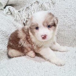 Pedigree Papered Border Collie/Border Collie/Female/Younger Than Six Months,Pedigree Papered long haired Border Collies ready to go in 3 weeks at 8 weeks of age. Pups will be microchipped, immunised, vet checked, wormed and come with papers. Parents have wonderful temperaments which we believe will be passed into their babies. Parents have been DNA tested and are 100% clear of any testible diseases. Please check out my fb pag in the link below for more pics.Tri blue merle male blue eye $2300Choc merle male 2 blue eyes $2300Black and white male $1800Black and white female $1800https://www.facebook.com/shearbellebeauties?mibextid=ZbWKwLMDBA33037BIN0003693514393