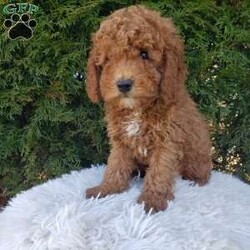 Max  F1b/Cavapoo									Puppy/Male	/8 Weeks,Meet Max.. an F1b cavapoo puppy!  Happy playful and ready for his new home. Current on shots and dewormer, vetchecked and prespoiled. Ready to take the next exciting step in adopting a fur baby? Contact me today.