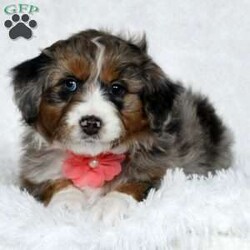 Lila/Mini Aussiedoodle									Puppy/Female	/9 Weeks,Look at me! I am a Mini Aussiedoodle puppy! My Mom is a 40lb Aussie and my Dad is a 17lb Mini Poodle I was born on December 2nd and I will be ready for my forever home on January 27th! I have been family raised on a farm in the country around children. I have had my shots and dewormers. I will be checked by a veterinarian and microchipped. For more information or to schedule a visit with me, please contact Marlene Monday through Saturday. All Sunday calls will be returned on Monday.