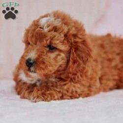Nancy/Mini Goldendoodle									Puppy/Female	/11 Weeks,Do you love Golden retreivers but struggle with the heavy shedding then take a look at this puppy. With their poodle hair but Golden personality they are sure to please.