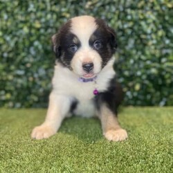 2 x Australian Shepherds (DNA Clear) Free Delivery Sydney/Australian Shepherd Dog/Both/Younger Than Six Months,8 x Purebred Australian Shepherd puppies available to a loving home. Available to go from the 30th January and we can deliver them to sydney on this date.- Blue Merle Female (bob tail) $4000 (SOLD)- Blue Merle Male (bob tail) $3800 (SOLD)- Red Merle Female (bob tail) $3500 (SOLD)- Red Merle Male (bob tail) $3500 (SOLD)- Red Tri Female (bob Tail) $2500 (SOLD)- Black Tri Male (long tail) $2000 (SOLD)- Black Tri Female (long tail) $2000- Black Tri Female (long tail) $2,000Puppies come :- With first round of vaccinations & microchipped- Vet check report- 6 weeks free pet insurance- Not desexed- Wormed every 2 weeksThe puppies have been raised indoors and outdoors, and around children and other puppies.The father is a 25kg Black Tri Aussie Shepherd and is DNA tested, the mother is a 28kg Red Tri Aussie Shepherd and also DNA tested. We own both parents and I can send photos of parents on request.Once our puppies leave, we:- Would love to see updates!- Offer a rehoming policy- Offer a 18 month health guarantee- Have a Facebook page you can stay in touch or see other puppies we have bred- Offer support and are free to talk at any time throughout your puppies lifeWe are located in Nyngan NSW, can get to Dubbo at any stage. Road transport is usually organised from Dubbo. There will be free transport to Sydney, with a chosen meeting location and time. Happy to arrange other freight at buyers expense, flights from Sydney to another capital city are usually around $300Full members of AAPDB: 16947BIN: B000738270We have a website & Facebook page Country Canine Co. Please look on our Facebook group Country Canine Co. Families for photos of the previous litter as adults.