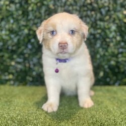 2 x Australian Shepherds (DNA Clear) Free Delivery Sydney/Australian Shepherd Dog/Both/Younger Than Six Months,8 x Purebred Australian Shepherd puppies available to a loving home. Available to go from the 30th January and we can deliver them to sydney on this date.- Blue Merle Female (bob tail) $4000 (SOLD)- Blue Merle Male (bob tail) $3800 (SOLD)- Red Merle Female (bob tail) $3500 (SOLD)- Red Merle Male (bob tail) $3500 (SOLD)- Red Tri Female (bob Tail) $2500 (SOLD)- Black Tri Male (long tail) $2000 (SOLD)- Black Tri Female (long tail) $2000- Black Tri Female (long tail) $2,000Puppies come :- With first round of vaccinations & microchipped- Vet check report- 6 weeks free pet insurance- Not desexed- Wormed every 2 weeksThe puppies have been raised indoors and outdoors, and around children and other puppies.The father is a 25kg Black Tri Aussie Shepherd and is DNA tested, the mother is a 28kg Red Tri Aussie Shepherd and also DNA tested. We own both parents and I can send photos of parents on request.Once our puppies leave, we:- Would love to see updates!- Offer a rehoming policy- Offer a 18 month health guarantee- Have a Facebook page you can stay in touch or see other puppies we have bred- Offer support and are free to talk at any time throughout your puppies lifeWe are located in Nyngan NSW, can get to Dubbo at any stage. Road transport is usually organised from Dubbo. There will be free transport to Sydney, with a chosen meeting location and time. Happy to arrange other freight at buyers expense, flights from Sydney to another capital city are usually around $300Full members of AAPDB: 16947BIN: B000738270We have a website & Facebook page Country Canine Co. Please look on our Facebook group Country Canine Co. Families for photos of the previous litter as adults.