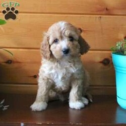 Melon F1b/Cavapoo									Puppy/Male	/December 8th, 2023,Are you searching for a snuggley puppy to share your days with? Meet our F1b Cavapoo puppies who are ready for adventures and endless days of fun! Our puppies are up to date on shots and dewormer and vet checked, they come well socialized with children and family raised. We have microchipped our puppies so you know if they ever get lost they can make their way home to you! Please reach out to learn more about our Cavapoos! 