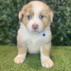 2 x Australian Shepherds (DNA Clear) Free Delivery Sydney/Australian Shepherd Dog/Both/Younger Than Six Months,8 x Purebred Australian Shepherd puppies available to a loving home. Available to go from the 30th January and we can deliver them to sydney on this date.- Blue Merle Female (bob tail) $4000 (SOLD)- Blue Merle Male (bob tail) $3800 (SOLD)- Red Merle Female (bob tail) $3500 (SOLD)- Red Merle Male (bob tail) $3500 (SOLD)- Red Tri Female (bob Tail) $2500 (SOLD)- Black Tri Male (long tail) $2000 (SOLD)- Black Tri Female (long tail) $2000- Black Tri Female (long tail) $2,000Puppies come :- With first round of vaccinations & microchipped- Vet check report- 6 weeks free pet insurance- Not desexed- Wormed every 2 weeksThe puppies have been raised indoors and outdoors, and around children and other puppies.The father is a 25kg Black Tri Aussie Shepherd and is DNA tested, the mother is a 28kg Red Tri Aussie Shepherd and also DNA tested. We own both parents and I can send photos of parents on request.Once our puppies leave, we:- Would love to see updates!- Offer a rehoming policy- Offer a 18 month health guarantee- Have a Facebook page you can stay in touch or see other puppies we have bred- Offer support and are free to talk at any time throughout your puppies lifeWe are located in Nyngan NSW, can get to Dubbo at any stage. Road transport is usually organised from Dubbo. There will be free transport to Sydney, with a chosen meeting location and time. Happy to arrange other freight at buyers expense, flights from Sydney to another capital city are usually around $300Full members of AAPDB: 16947BIN: B000738270We have a website & Facebook page Country Canine Co. Please look on our Facebook group Country Canine Co. Families for photos of the previous litter as adults.