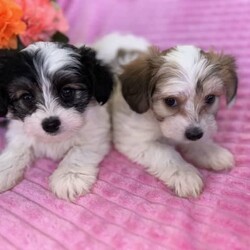 ♥️1 LEFT Morkies Available and 1 beautiful Pedigree Yorkie /Yorkshire Terrier/Both/Younger Than Six Months,