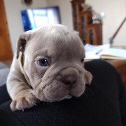 Olde English Bulldogge Puppies/Olde English Bulldogge/Mixed Litter/6 weeks,Olde English Bulldogge Puppies
Born January 6th ready to leave for their forever homes from March 8th
 Boys and girls available
All will be health checked, microchipped and vaccinated before leaving home at 8 weeks old.
Best Homes only please.