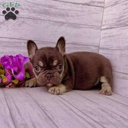 Rita/French Bulldog									Puppy/Female	/8 Weeks, Rita is a super cute chocolate tan fluffy carrier Akc registered frenchy puppy! Carries testable Isabella chocolate and blue! Great quality! Listed at pet price contact us for price with full rights! Up to date with all shots and dewormings will come with a one yr genetic health guarantee! Family raised and well socialized! Ground delivery is available right to your door! Contact us today to get your new family member!
