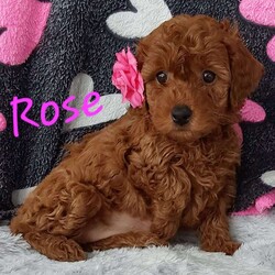 Rose/Toy Poodle Mix									Puppy/Female	/6 Weeks,Meet sweet lil cuddly Rose!! Family raised with tender loving care and is well socialized with children and adults Caring heart and sweetness made for a special friend who will always be there comforting you with lots of love! We have 3 children so our fur-babies get lots of attention! You would get along vet certificate, microchip numbers, health records, warranty thats good for up to 1 year and a lil baggy food! If you would like to schedule a visit contact me Susan and will arrange a visit! I work on Tuesdays so if you call during that time I’ll get back to you as soon as possible! 