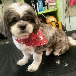 Adopt a dog:Romeo Montague/Shih Tzu/Male/Young,Meet Romeo Montague! Romeo is a sweet little man. This little Shih Tzu is a young guy about 1-3 years old and 17 pounds. He is crate-trained loves other dogs and cats and just follows his foster mom around the house. He already does pretty well on a leash, and will just need some practice to make long walks fun and exciting. He also sleeps in his crate all night. Romeo had a dental cleaning and bloodwork at his vet visit. Romeo also has a dry eye in one eye and will need medication.

Interested in becoming a forever home for Romeo? Fill out our online adoption application: http://www.friendswithfourpaws.org/adoption-form.html This is the first step in our process, and we don't go any further without an application.

Find more adoptable pets, news and information on Instagram @friendswithfourpaws or our Facebook page Friends with Four Paws.

We put a lot of time and energy into processing our adoptions to find our babies the best fit home for them and you.  Please do not submit an application if you are not serious about adopting Romeo.
We are so excited to work with you to find you a new forever friend, and Romeo the perfect forever home, and appreciate you working with us.  
For immediate consideration, please attach your application to the initial inquiry to help us expedite the process.

Our adoption fee is $650. This includes their spay/neuter surgery, full (age appropriate) vaccinations, microchip insertion and registration, deworming, heartworm testing and prevention, flea and tick prevention and travel expenses.

All of our dogs are rescued from local shelters and the general public. Each dog is then placed in a foster home where he/she is kept for quarantine, to ensure if the dog gets sick it can receive proper treatment. We have foster homes in the NJ/NY area waiting to receive their fosters. Once an animal has received an application or there's an adopter interested, we make arrangements for transport. If a dog is already in foster care in NYC/NJ, an adopter will be put in touch with the foster home AFTER an application is being processed.

Thank you in advance for your patience with our process and for making adoption YOUR option!
