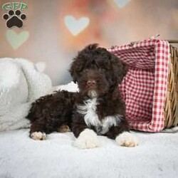 Stella/Portuguese Water Dog									Puppy/Female	/December 16th, 2023,Stella is a happy, healthy, AKC registered Portuguese Water Dog. Looking for a forever home. She is family raised and very great with kids.To adopt Stella call today! 