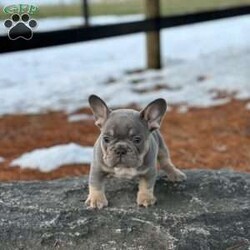 Paris/French Bulldog									Puppy/Female	/January 2nd, 2024,This is Paris . She is looking for someone that is able to give her a loving home.She is up to date on deworming and vaccinations and has AKC paperwork.Please reach out to John today if interested.