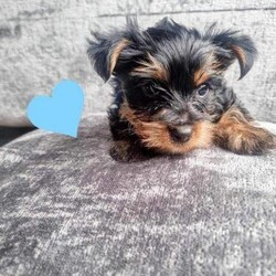 Onelovely Yorkshire terrier puppy for sale/Yorkshire terrier/Male/11 weeks,1 happy and healthy Yorkshire terrier male for sale micro chipped and had their first vaccination.Mum and dad are both home pets and can be seen with baby.Ready to leave