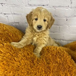 Addison/Mini Goldendoodle									Puppy/Female	/8 Weeks