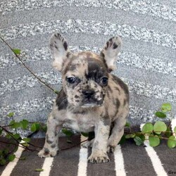 Mitch/French Bulldog									Puppy/Male	/9 Weeks