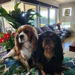 Adopt a dog:Cavalier King Charles Spaniel puppies purebred/Cavalier King Charles Spaniel/Both/Younger Than Six Months,We are pleased to announce Cinnamon and Levi have had a beautiful litter of purebred King Charles Cavaliers. ❤️