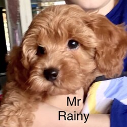 Adopt a dog:- 3 x GIRLS - REDUCED to $2000, 1 x Boy - Ready Now /Poodle (Toy)/Both/Younger Than Six Months,Located in North Brisbane -Deception Bay 45084 Girls - $2000 ( 1 SOLD)2 Boys - $1900. (1 boy sold - Mr Rusty)The Girls …Miss Stormy - is a tiny cheeky, pocket rocket who is adventurous and loves to be the centre of attention lol! She is super funny with all the SASS to put her bigger siblings in their place. Stormy has a dark ruby red curly coat with a white chest that she loves to show off.SOLD Miss Winter Bear - is a super calm and chilled out girl who loves cuddles, sleeping lol, playing with toys and chase with her siblings. She has a thick wool curly fleece coat - dark caramel in colour and she is the biggest of all the girls. Winter Bear really is a real live teddy bear!Miss Peaches - is just the cutest! She is sweet, super loving