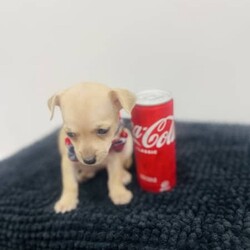Pure breed puppy chihuahua/Chihuahua (Smooth Coat)/Female/Younger Than Six Months,3 pure breed chihuahuaMom is only 2.7kiloDad is only 3.2 kiloIntroducing three captivating Chihuahuas, each a delightful blend of beauty, brains, and affection, ready to enchant their way into your forever home.With their sleek, smooth coats and keen intellect, they're a breeze to train, promising to be the perfect companions for life's adventures. Raised in the loving embrace of a family environment, they're well-acquainted with cuddles and playtime, making them the ultimate cuddle buddies.Plus, they come fully vet-checked, vaccinated, and wormed, ensuring their health and happiness. Don't miss out on the opportunity to welcome these irresistible sweethearts into your family—they're just waiting to bring endless joy and love into your life.My RPBA Member Number Is: 14112