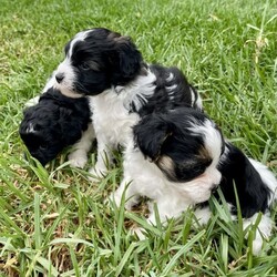 Adopt a dog:Shmoodle puppies//Male/Younger Than Six Months,We have a beautiful litter of Shmoodle puppies (Toy Poodle X Maltese X Shih-Tzu). Available in black, and black & white. Only a couple of boys available now.We have both mum and dad available to view.Shmoodles have very friendly temperaments and make great companion dogs. This adorable little breed is suitable for all ages and most lifestyles. They are also non-shedding. They will be approximately 5-6kg fully grown.The puppies will be vet checked, have their first vaccination and will go home with a puppy pack.
