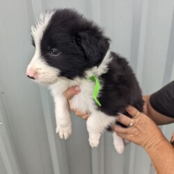 Pure breed border collie puppies for sale/Border Collie/Both/Younger Than Six Months,8 Beautiful pure breed border collie puppies for sale. Parents are fully DNA Tested and cleared of all diseases known to border collies. We have 5 female and 3 male puppies available the females are in the first 5 photos and the males are in the last 3. I am a registered breeder with MDBA member number is 31150. Puppies have been wormed at 2,4,6,8 weeks and will be microchipped, have first vaccination and be vet checked at. 8 weeks old. Will be ready for there forever homes on 7/03/24.Female Merle is $2500BW female pink collar $1800BW female orange collar $1800BE female red collar $1800BW female yellow collar $1800BW male green collar $1500BW male light blue collar $1500BW male dark blue collar $1500