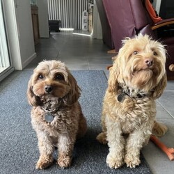 Adopt a dog:Toy cavoodle puppies for sale/Other/Female/Younger Than Six Months,Both parents have been DNA tested and medically cleared through Orivet.Mum is a Toy Cavoodle 35cm and 5kg, she is very affectionate, cuddly, lazy and loves to play.Dad is a Cavoodle 38cm and 5.4 kg. He loves his ball and plays fetch and chase. He loves a snuggle and cuddle at the end of the day.Puppies have been raised in a loving family home with exposure to children and other dogs.Cavoodles have a low/ no shredding coat.The pups have received their first vet check, immunisations and microchip.They have been wormed fortnightly.Ready for their forever homes at 8 weeks from 28th FebruaryPuppies have information and take home packs, to help transition to their new homes.Pups are pick up only. No interstate transfers = they are too young.Location = Lara,45 mins from Melbourne CBD, 5 mins from Avalon airport.