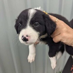 Pure breed border collie puppies for sale/Border Collie/Both/Younger Than Six Months,8 Beautiful pure breed border collie puppies for sale. Parents are fully DNA Tested and cleared of all diseases known to border collies. We have 5 female and 3 male puppies available the females are in the first 5 photos and the males are in the last 3. I am a registered breeder with MDBA member number is 31150. Puppies have been wormed at 2,4,6,8 weeks and will be microchipped, have first vaccination and be vet checked at. 8 weeks old. Will be ready for there forever homes on 7/03/24.Female Merle is $2500BW female pink collar $1800BW female orange collar $1800BE female red collar $1800BW female yellow collar $1800BW male green collar $1500BW male light blue collar $1500BW male dark blue collar $1500