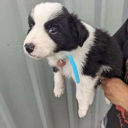 Pure breed border collie puppies for sale/Border Collie/Both/Younger Than Six Months,8 Beautiful pure breed border collie puppies for sale. Parents are fully DNA Tested and cleared of all diseases known to border collies. We have 5 female and 3 male puppies available the females are in the first 5 photos and the males are in the last 3. I am a registered breeder with MDBA member number is 31150. Puppies have been wormed at 2,4,6,8 weeks and will be microchipped, have first vaccination and be vet checked at. 8 weeks old. Will be ready for there forever homes on 7/03/24.Female Merle is $2500BW female pink collar $1800BW female orange collar $1800BE female red collar $1800BW female yellow collar $1800BW male green collar $1500BW male light blue collar $1500BW male dark blue collar $1500