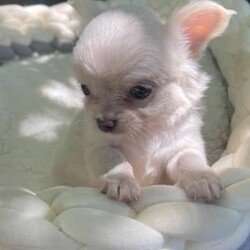 Chihuahua puppies/Chihuahua (Long Coat)/Both/Younger Than Six Months,Chihuahua puppies born on the 10.12.23White/cream long coat males available $20001 female now available $2500Have been vet check, vaccinated, microchipped, wormed and flea treated.Ready to go to new homes after the 4th of February 