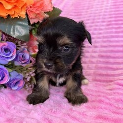 ♥️1 LEFT Morkies Available and 1 beautiful Pedigree Yorkie /Yorkshire Terrier/Both/Younger Than Six Months,