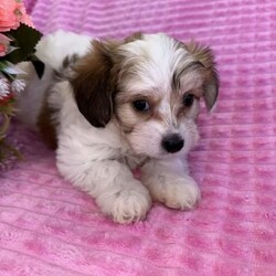 ♥️1 LEFT Morkies Available and 1 beautiful Pedigree Yorkie /Yorkshire Terrier/Both/Younger Than Six Months,